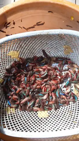 Ikan cupang bahan