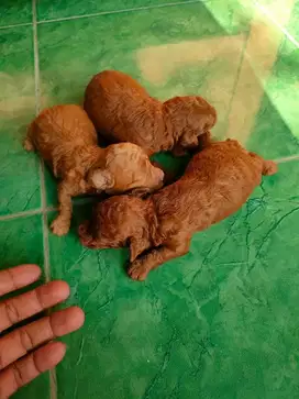 anjing red toy poodle