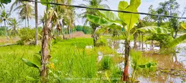 Jual tanah sawah 24 borongan