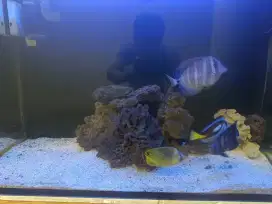 Ikan hias Laut Dori Blue Tang Letter Six XXL keranjang bali kepe nanas