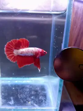 Ikan cupang fccp