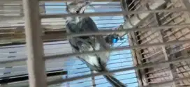 Cucak rowo anakan umur 2 bulan