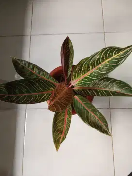 Aglonema red sumatra