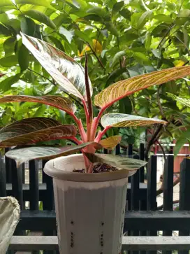 Aglonema dewi hugges