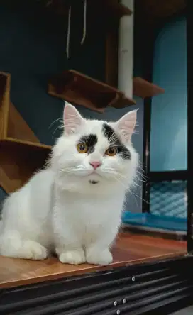 Kucing munchin persian super