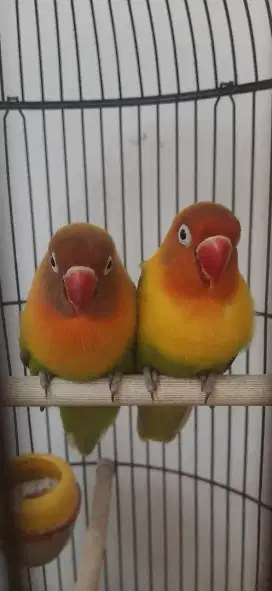 Dua lovebird betina prospekan