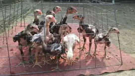 Ayam bangkok anak