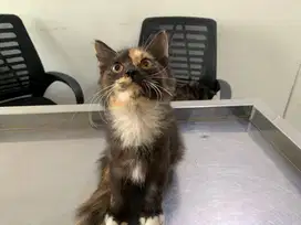 Kucing Kitten Anak Kucing BSH mix Persia (Betina / 5 Bulan)