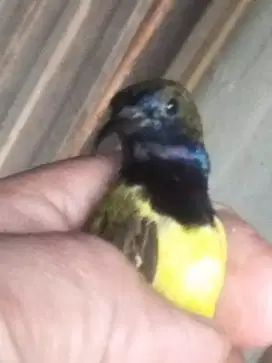 Masteran burung murai plus kandangnya