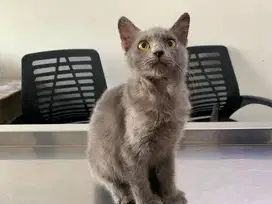 Kucing Kitten Anak Kucing BSH mix Persia (Jantan / 5 Bulan)