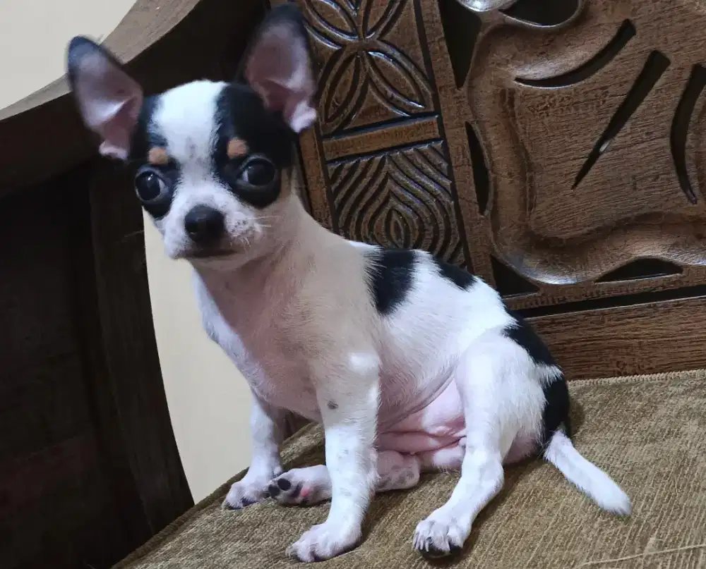 Chihuahua Beloved Freinds