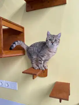 For Sale British shorthair Female
