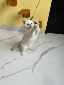 For Sale British shorthair Female