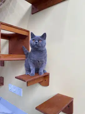 British shorthair male