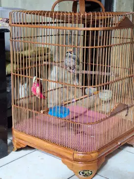 Cucak rawa dewasa