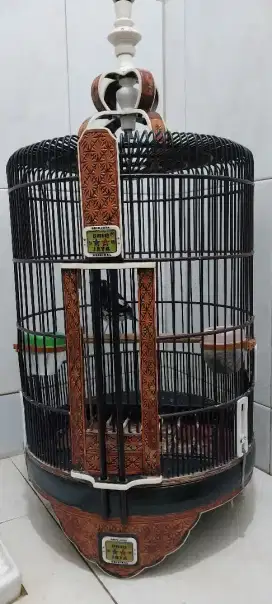 Anis kembang jantan wiksar kk oriq jaya