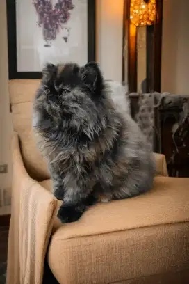 Kucing Peaknose Tortoise