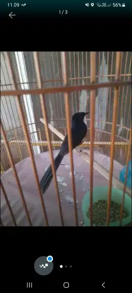 Di jual burung murai batu