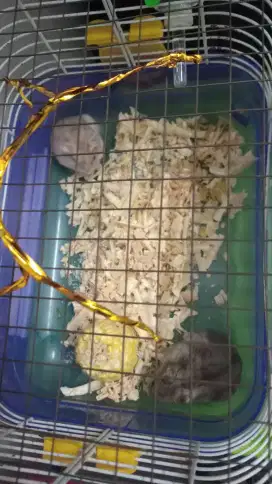 DI JUAL KANDANG DAN ISI NYA