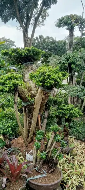 Bonsai beringin