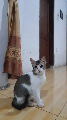 Jual kitten usia 3-6bulan