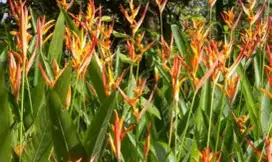 Pisang-pisangan taman
