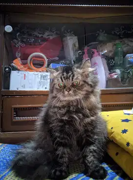 Kucing flatnose bukan medium nose, jantan