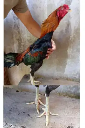 Jual ayam Bangkok mangon