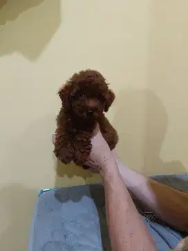 Jual Tiny Super Red Poodle Jantan Cucu Import Taiwan