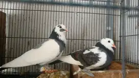 BURUNG DARA GACOR