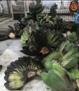 Pisang kepok kuning mlentus