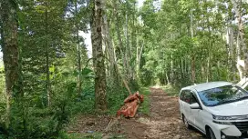 Dijual tanah Tegalan subur murah