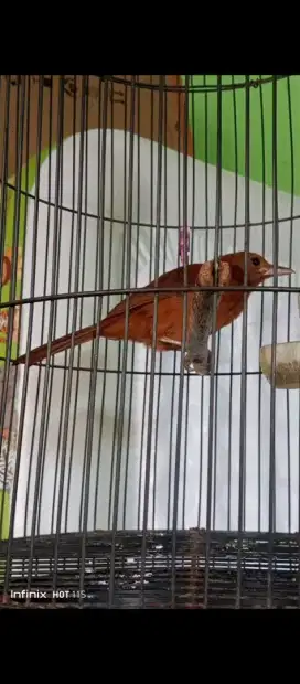 Gacor Cucak Rawa Papua / Pitohui / Cucak Emas