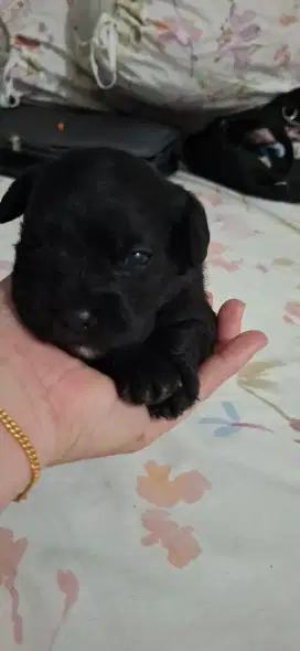 Forsale Puppies Mix . Frenchie x Toypoodle