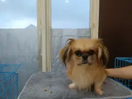 Pekingese Jantan Warna Rare Red