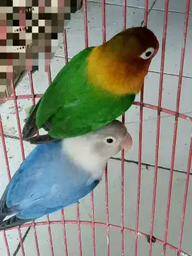 Lovebird Pb + Josan sepasang mulus