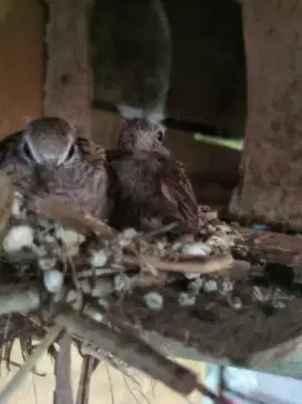 Burung perkutut lolohan 2 ekor
