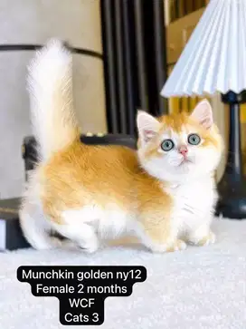 BSH Munchkin Golden Ny12 Import