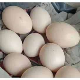 Telur Ayam Kampung