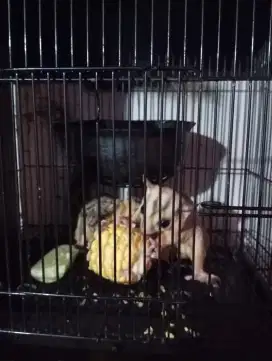 LA SUGAR GLIDER