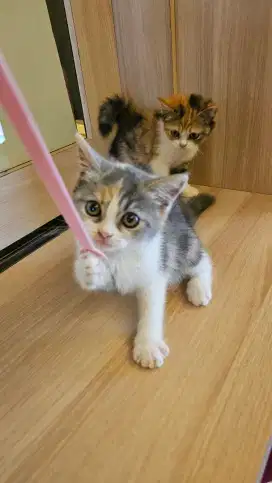 BSH MUNCHKIN NS DILUTE CALICO BETINA