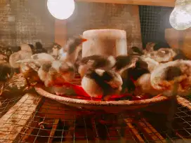 Doc ayam kampung
