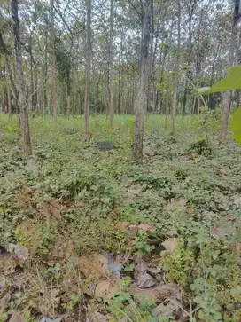 dijual tanah murah,kandang atau ternak ayam,bebek,sapi/babi,120rb perm