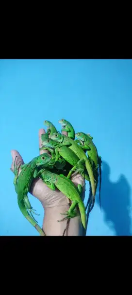 Green & Red Iguana 40cm