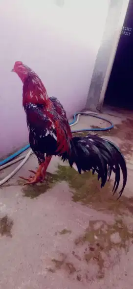 A ya m pakhoy shamo phantt jos muda 1 x abr Brumbung madu Vidio ada