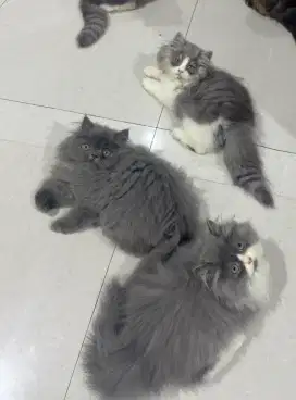 Lepas adop usia 3Bulan