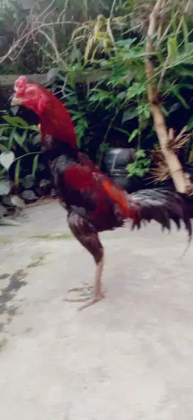 Ayam Pama IQ mantap pukul ko Vidio ada jos mantap