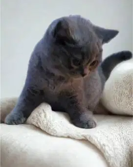 British short Hair (BSH) female 4bln