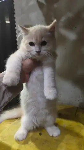 Kucing persia usia 5 bulan warna krem betina