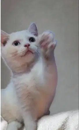 British short Hair (BSH) FeMale 4bln odd eye